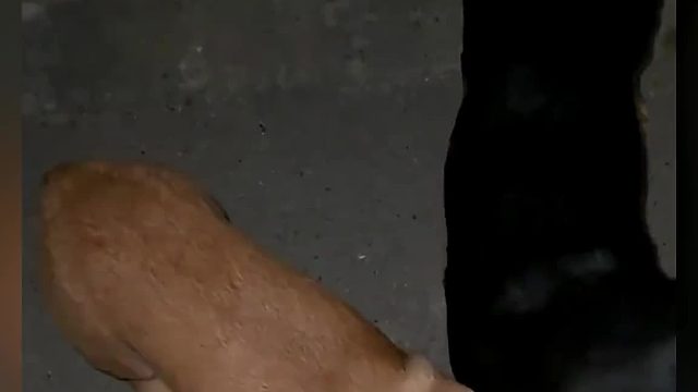 69. 主人训狗的搞笑瞬间，一顿输出，把狗都训得怀疑狗生了