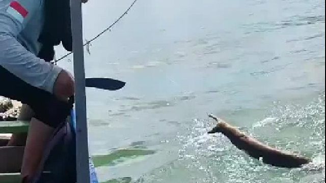 鱼：这刀也不快啊