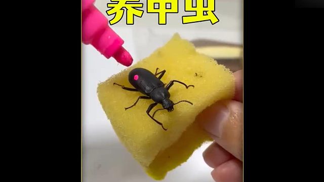 沉浸式养甲虫，在烂木头里发现一只虫子养起来，居然这么好玩？