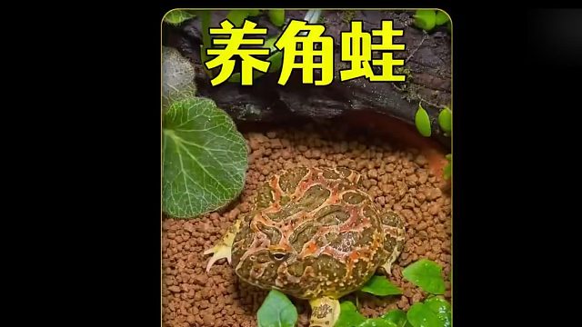 沉浸式养角蛙，给角蛙打造一个豪华小别野，结果悲剧了