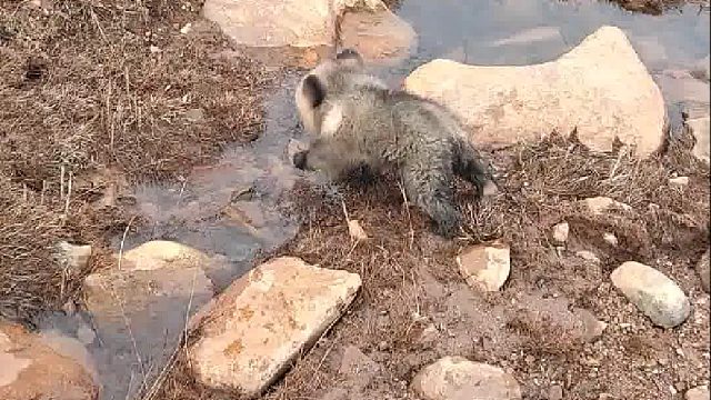 有人知道这是啥动物吗？