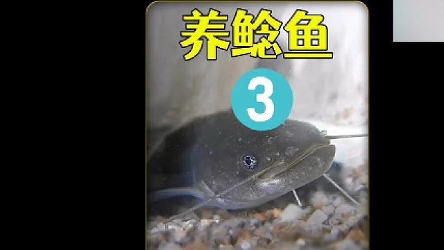 沉浸式养鲶鱼，把野采的鲶鱼放进池塘里养四个月，怎么变成这样了