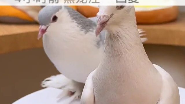 鸽子秃了，也变强了