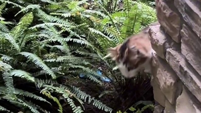 当你拿到钥匙时发现你的猫会开门