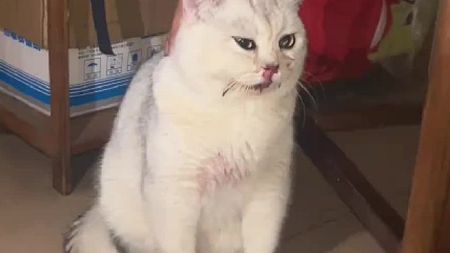 养猫不封窗，猫摔下楼吐血了……