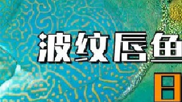 为了不被端上餐桌，波纹唇鱼进化出蓝色血液，可日本人却爱疯了2