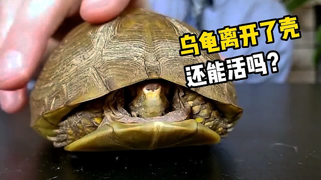 乌龟离开了龟壳还能活吗？研究过才知道