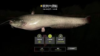 紅唇歐鲇又上岸啦