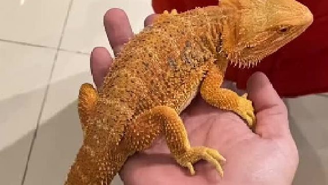 宠物排行：狗、猫、#鬃狮蜥 。第三排名～