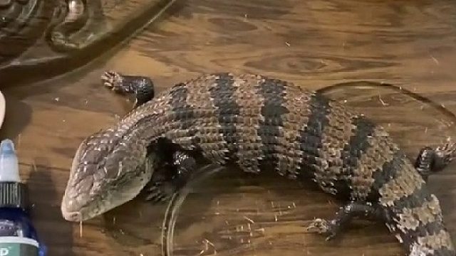 蓝舌只能这么处理，实用