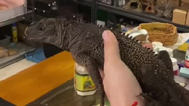 #爬宠 种类是所有物种中最多的，每种都是新鲜的