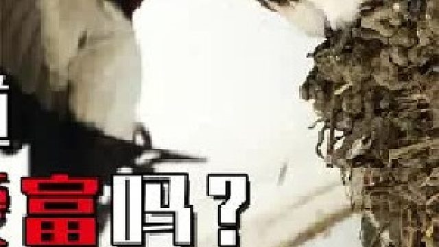 农村常见的燕子，难道也嫌贫爱富吗？只挑富贵人家去筑巢？2