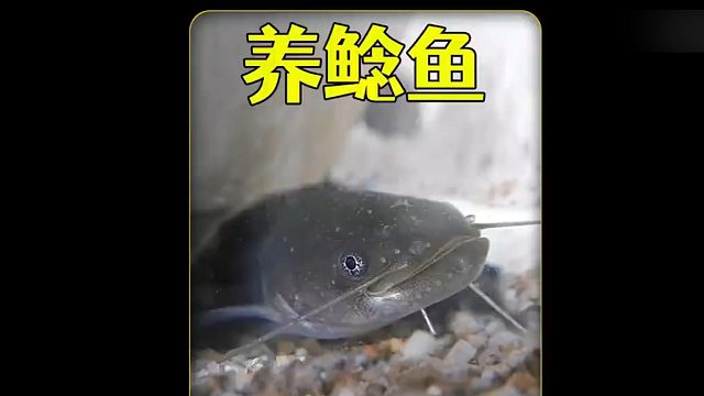 沉浸式养鲶鱼，在河边捞到一些鲶鱼卵带回家孵化，竟然成功了？
