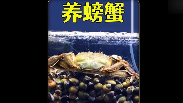 沉浸式养螃蟹，在水渠里抓了只螃蟹养起来，怎么什么都不吃呢？