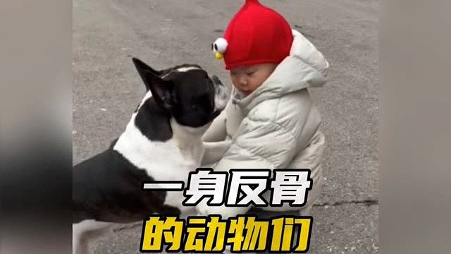 盘点一身反骨的动物们