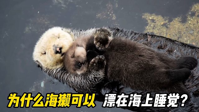 为什么海獭可以漂在海面上睡觉，难道不怕沉下去吗？看完明白