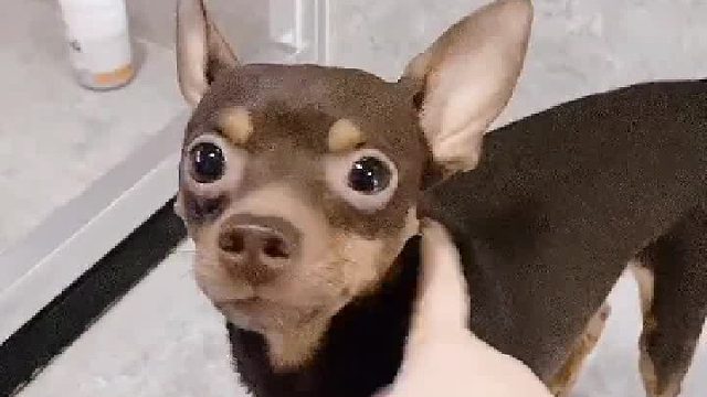 我要向小白一样洗澡