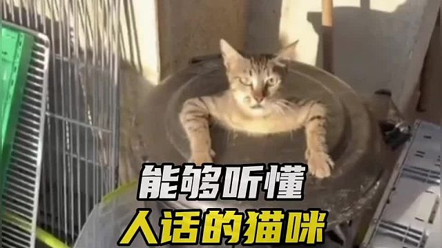 盘点能听懂人话的猫咪