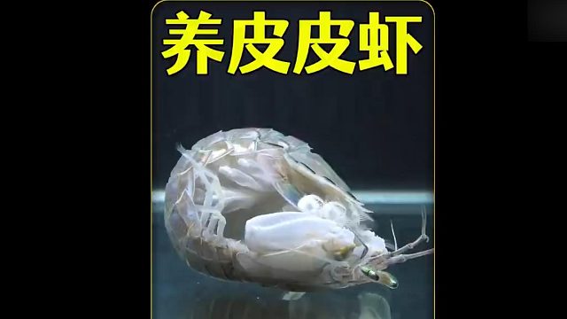 沉浸式养皮皮虾，在超市买了3只皮皮虾养起来，又好玩又好吃？