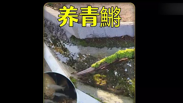 沉浸式养青鱂，清理一个三年没有打理的池塘，没想到捞好多青鱂？