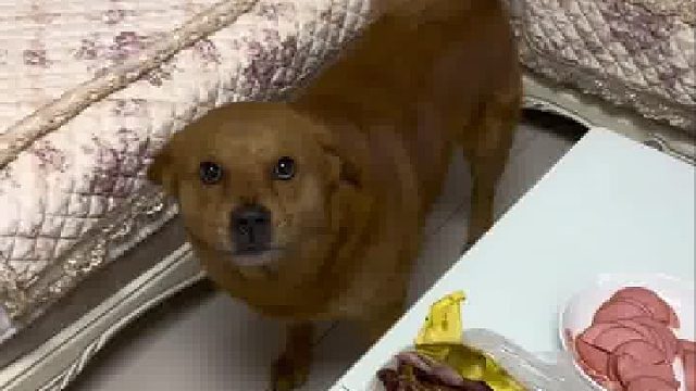 这狗子真的啥话都能听懂呀！看看它表情。