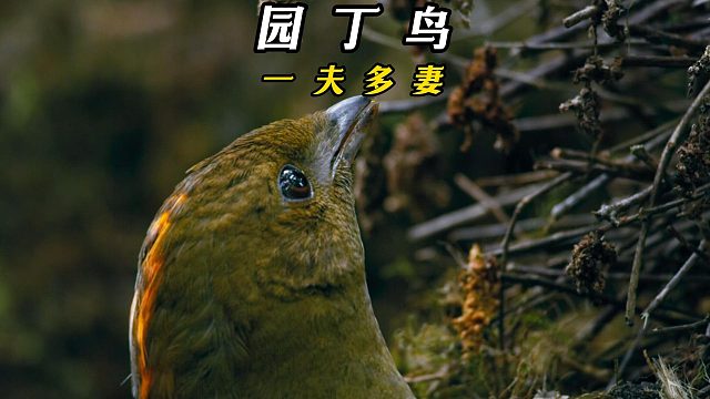 园丁鸟造塔求偶，一求就是多个