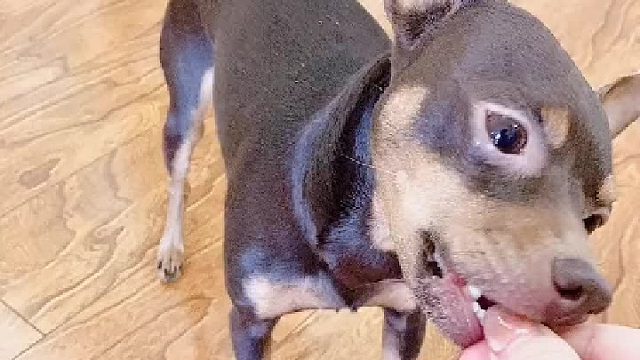 这是要屈打成招的节奏啊 哈哈（接上一视频）