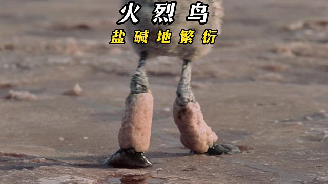 火烈鸟的艰难之路