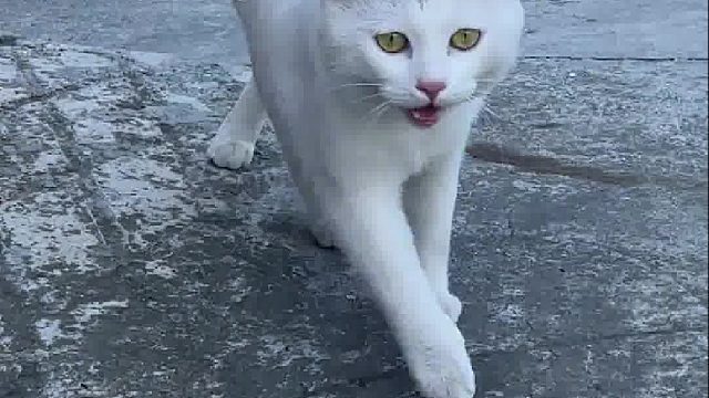 猫：走出属于我的态度！