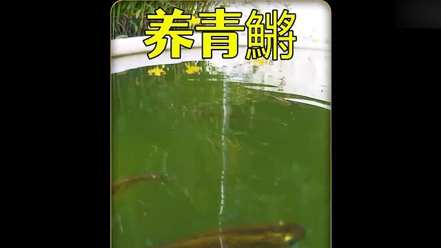 沉浸式养青鱂，野外抓的青鳉产的卵养起来，居然活得好好的？