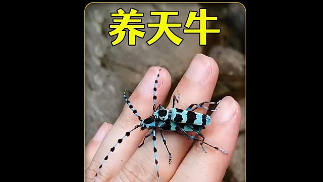 沉浸式养天牛，野外抓到两只天牛养起来，这么快就产卵了？