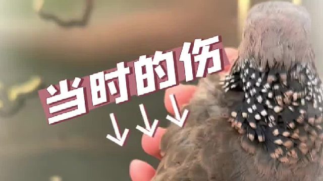 放生救助的野鸽子！结果变成了放我自己鸽子……