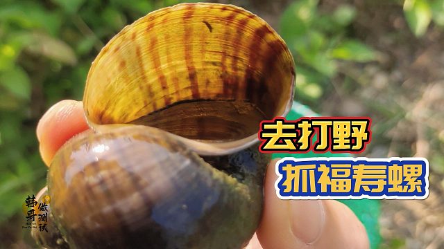 出来打野抓两只福寿螺回去做测试