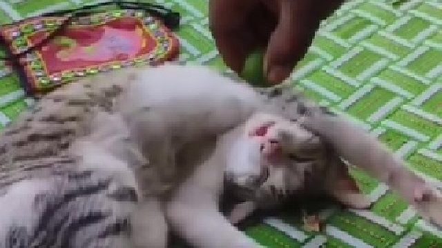 给熟睡的猫咪嘴里挤柠檬，猫无语了