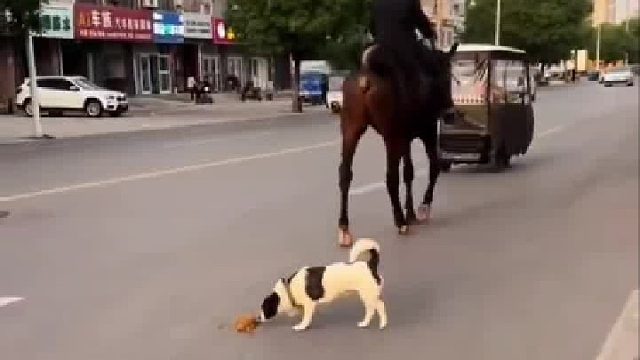 狗：这破天的富贵我得接住啊！