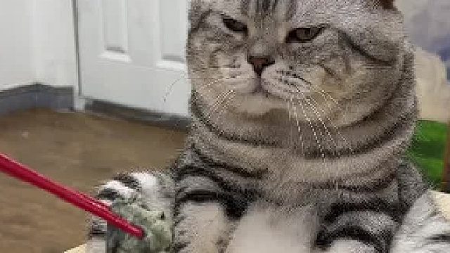 猫咪：这非吃不可吗