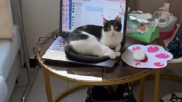 奶牛猫参加工作指日可待