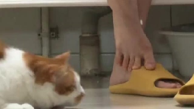 小烧猫：喂？我宣你啊！
