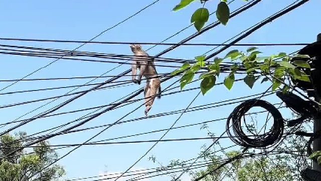 电工猴被电击，当场“凉凉”