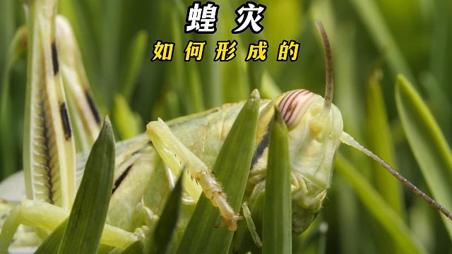 史诗级的蝗灾是如何形成的