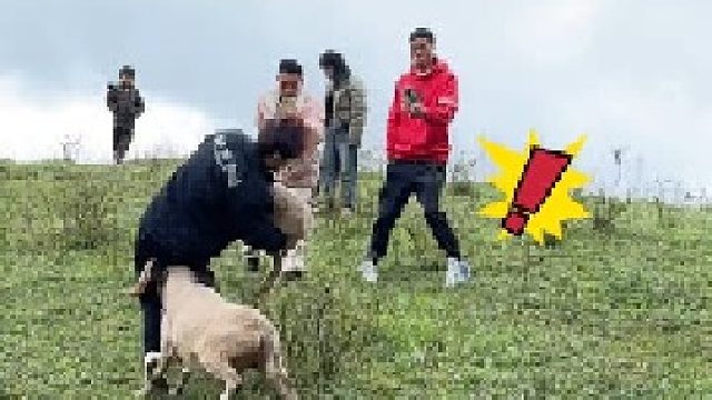 羊爸爸我知道错了，下次我再也不敢了，放过我吧！