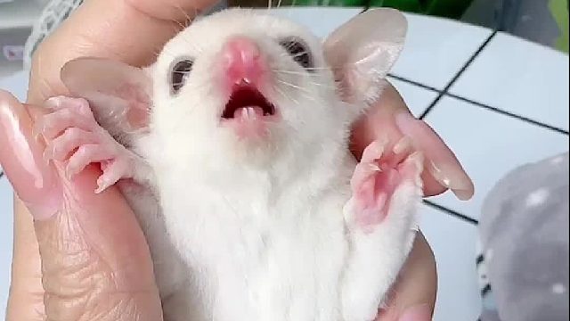 虽然我听不懂，但是我知道它骂得挺zang的。