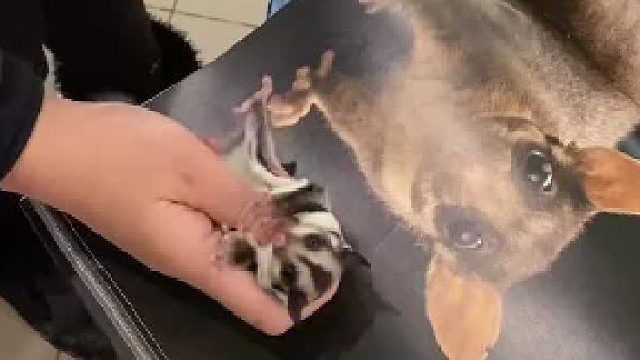 袋鼯科有太多种，是我疏忽了