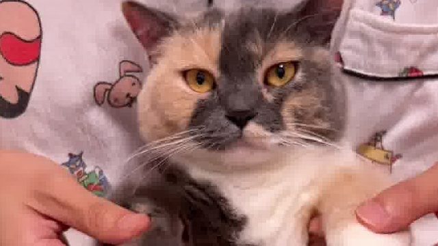 快试试你家猫猫可不可以跳popping