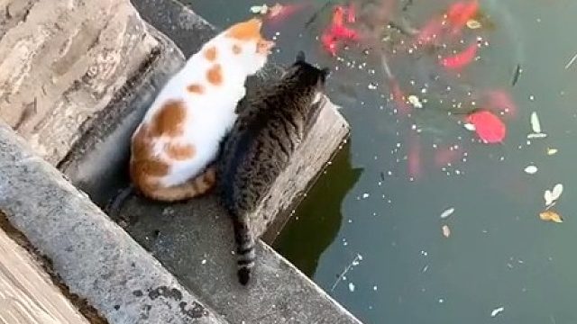 两只猫似乎做好了某种决定