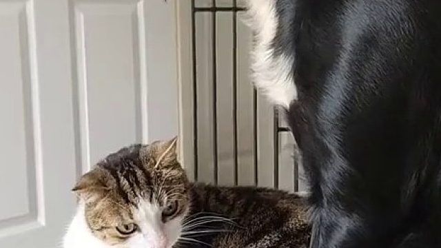 当小狗无缘无故挨了小猫一口