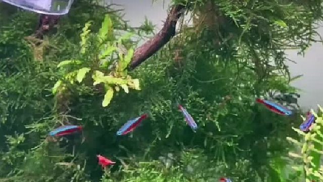 这是什么鱼啊，来来科普一下