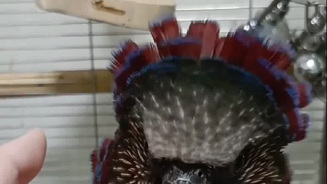 酋长鹦鹉会开花~~