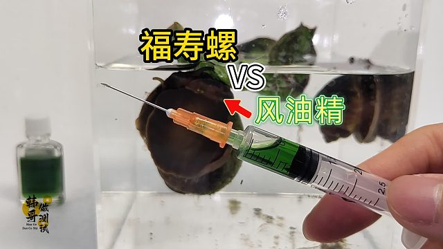 把风油精注射进福寿螺体内，会发生什么事？