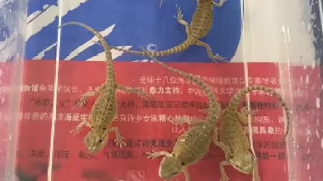 长大后各个都是金色的大火龙